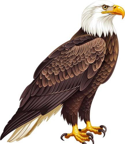 Colourful bald eagle wall - colourful, art