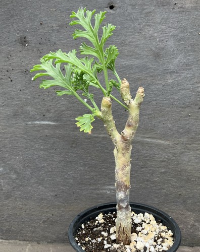 Pelargonium carnosum caudex - carnosum,