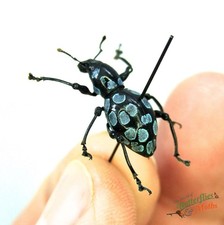 The rainbow weevil beetle