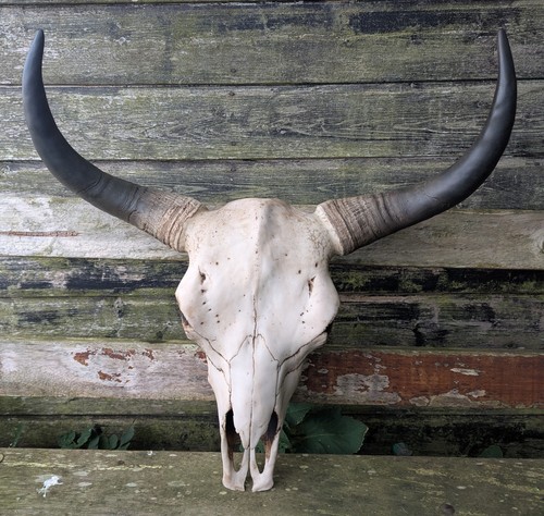 American buffalo bison skull - american,