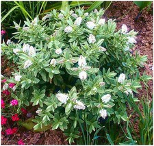 [x3] Hebe 'Albicans' | Multi-Pack | Evergreen Shrubs | Pot Plants