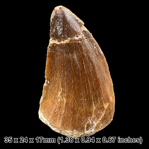Mosasaur tooth fossil - tooth,