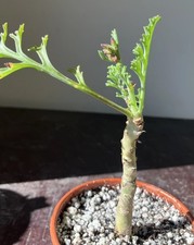Pelargonium Carnosum Caudex