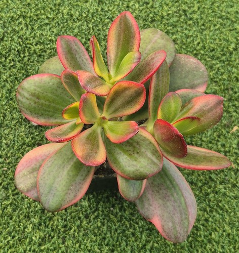Crassula ovata hummel s - crassula, 'hummel's