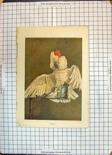 Original old antique print - old,