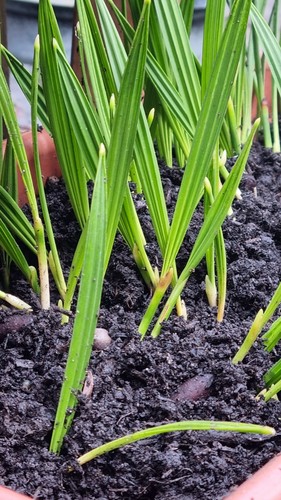 Date palm plant 1 - plant, (ajwa),