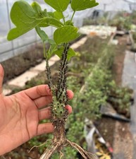 Adenia aculeata cutting Caudex