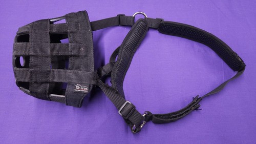 Pony size black shires grazing - pony,