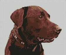 Chocolate labrador cross - chocolate,