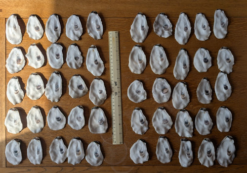 Oyster shells 50 - oyster,