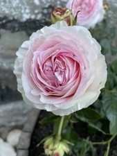 Eden Climbing Rose Pierre de