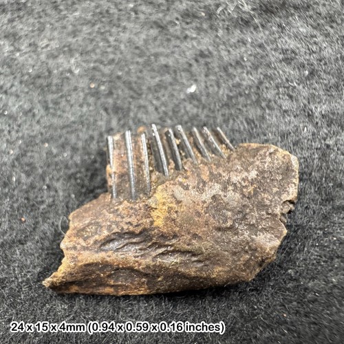 Rabbit jaw fossil with - , teeth