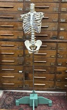 anatomical skeleton model on