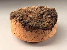 Live Edge Burr Elm Resin Woodturning Bowl Blanks 7x4 inch 1.5 KG