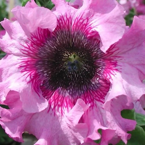 Petunia giant - x,