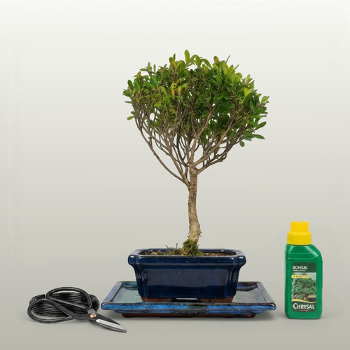 Brush cherry bonsai - brush, (syzygium)
