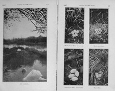 Old Antique Print 1909 Swan River Duck Nest Eggs Moor-Hen Dabchick Teal 20th