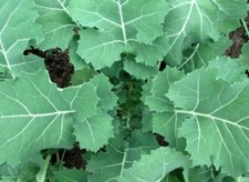 WILD SEA CABBAGE ANCIENT FOOD