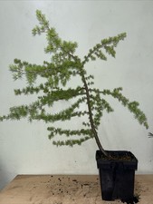 European Larch Larix Decidea