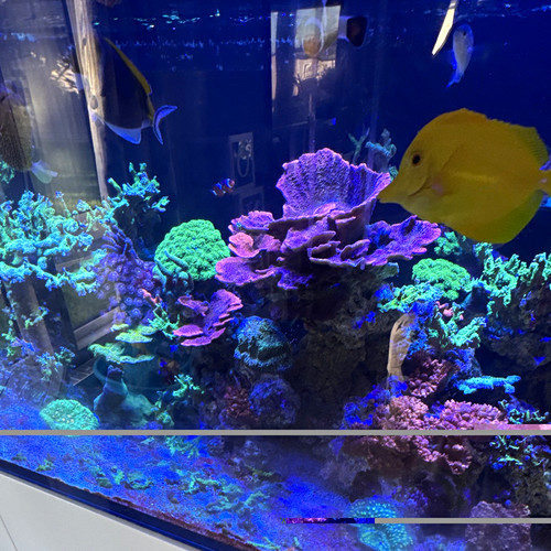 Assorted coral frags mixed - assorted,