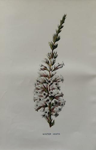 Antique print winter heath - print,