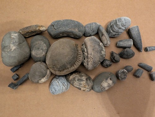 Jurassic marine fossil - marine,