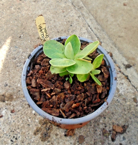 Primula auricula william - primula,