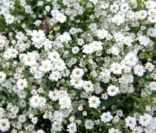 Gypsophila repens white baby - gypsophila,
