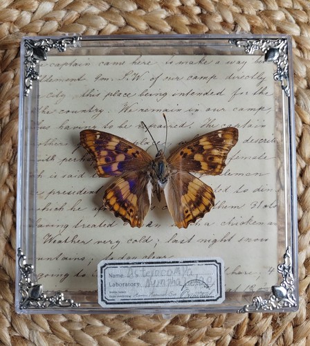 Mounted butterfly specimen - butterfly,
