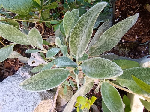 Stachys lamb ear - stachys,