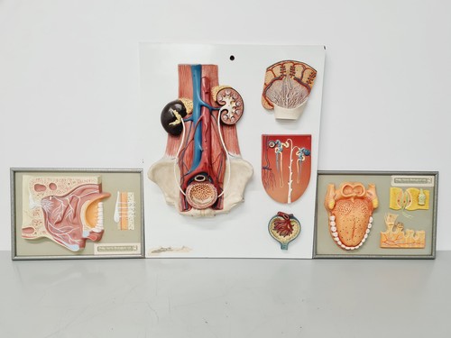 Philip harris human - 3,