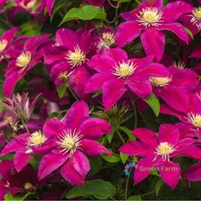 100 Seeds Red Clematis