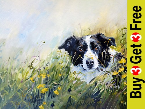 Border collie meadow - border, 5"x7"