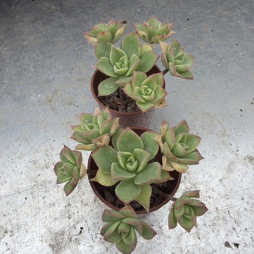 Aeonium pinwheel ave width - pinwheel,