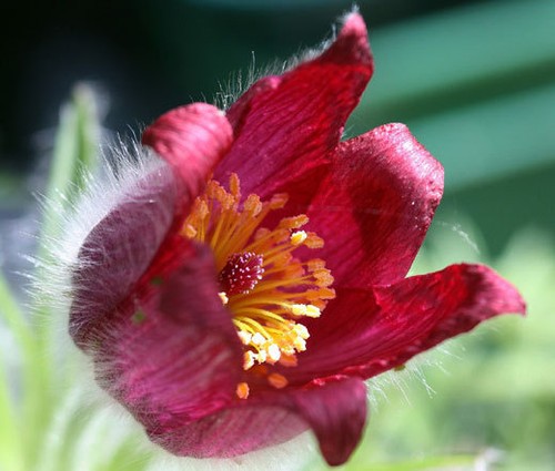 Pasque flower red pulsatilla - pasque,