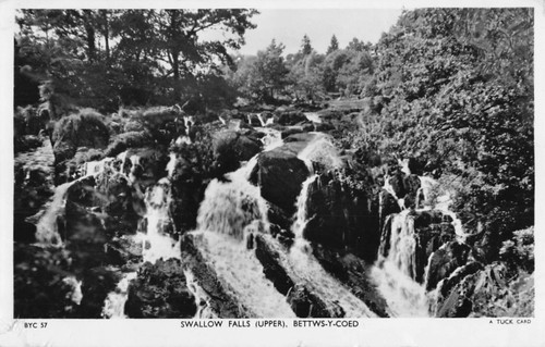Postcard wales swallow - wales,