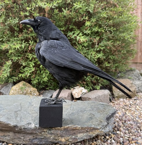 Taxidermy crow not raven - 🎃,