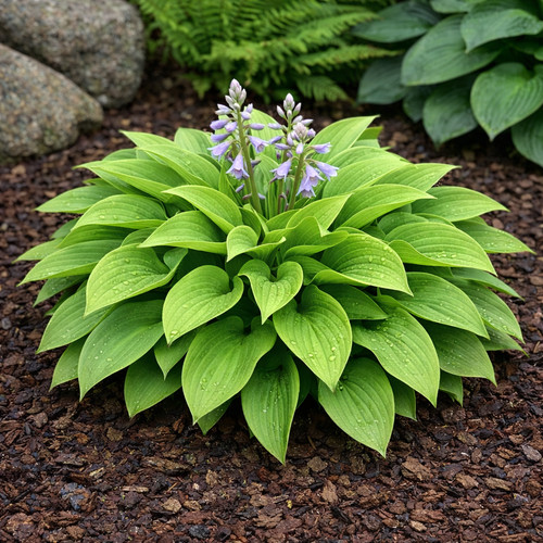Hosta plant hardy - hosta,