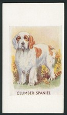 CLUMBER SPANIEL DOG - 1950'S OBSERVERS PICTURE CARD SERIES
