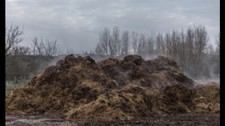Cattle Manure