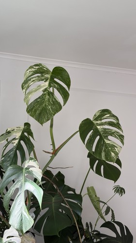 Variegated monstera albo - variegated,