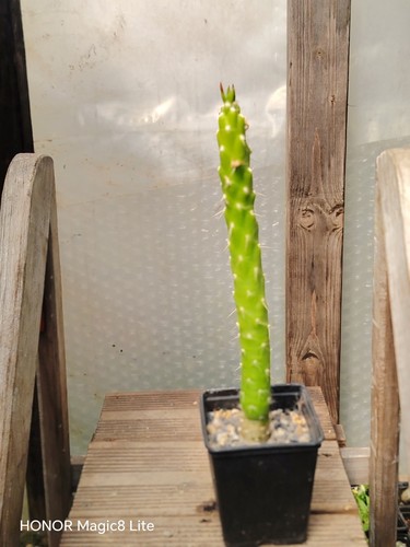 Opuntia subulata - opuntia,