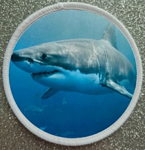 Great white shark - sea, life