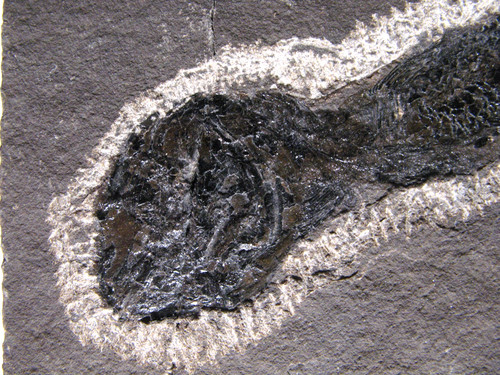 Jurassic fish fossil - fossil, hulettia