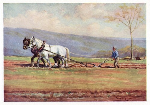 Suffolk punch draft horse - suffolk,