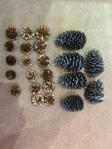 Pine cones mixed large and - pine,