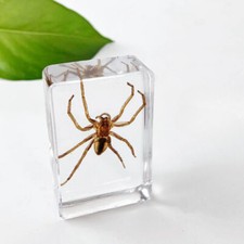 10x Mini Real Insects