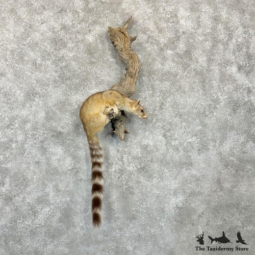 29053 ringtail cat - #29053, wc