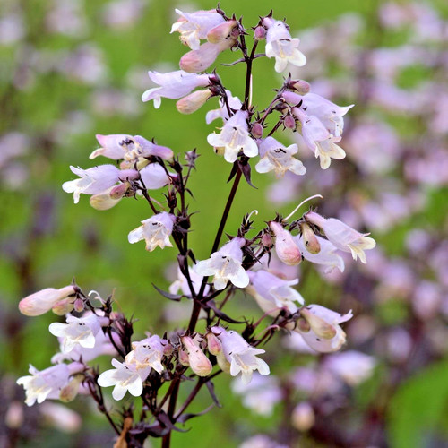 Penstemon onyx and pearls - onyx,