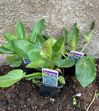Eryngium Planum Garden Plants